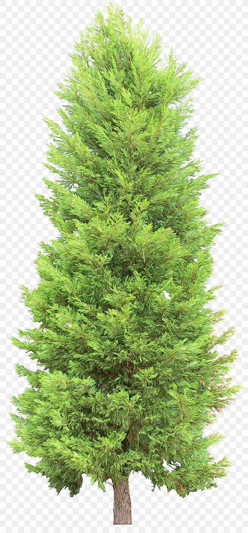 Tree Shortleaf Black Spruce Columbian Spruce Balsam Fir White Pine, PNG, 1629x3500px, Watercolor, Balsam Fir, Canadian Fir, Columbian Spruce, Lodgepole Pine Download Free