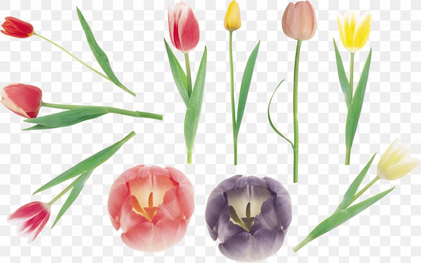 Tulip Cut Flowers Petal Plant Stem, PNG, 4186x2623px, Tulip, Bud, Cut Flowers, Flower, Flowering Plant Download Free