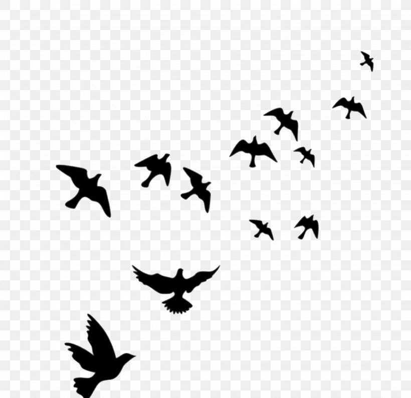 Bird Wall Decal Flight Mural, PNG, 2048x1986px, Bird, Animal Migration, Bird Migration, Blackandwhite, Common Blackbird Download Free