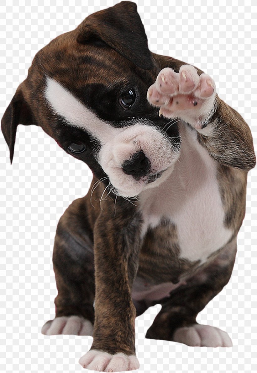 Boxer Puppy American Bulldog Paw, PNG, 856x1241px, Boxer, American Bulldog, Animal, Bark, Barking Glad Download Free