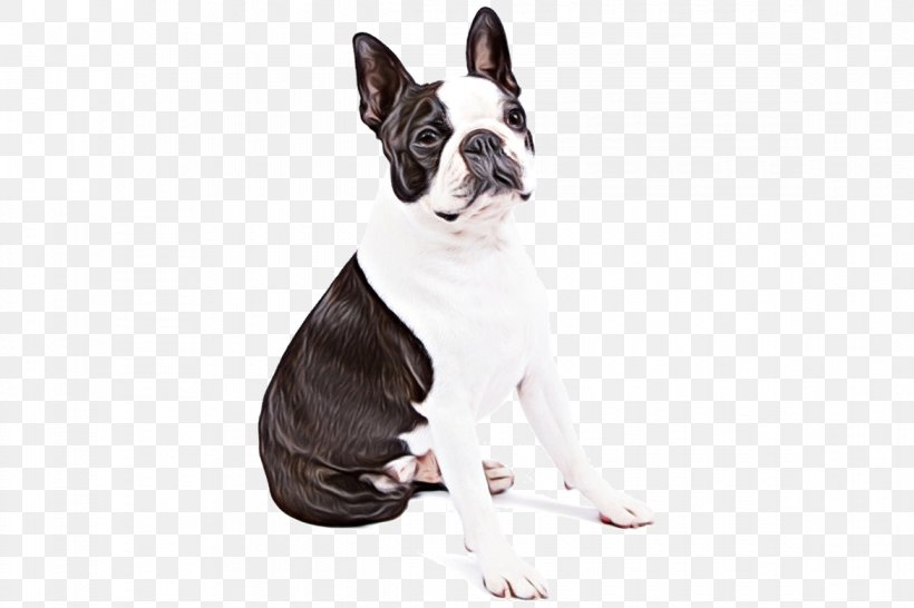 Dog Sitting, PNG, 1170x780px, Watercolor, Animal Figure, Boston Terrier, Bull Terrier, Bulldog Download Free