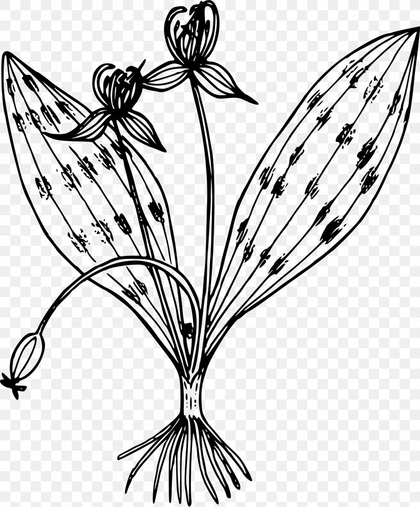 Oregon Clip Art, PNG, 1986x2400px, Oregon, Artwork, Black And White, Botanical Illustration, Branch Download Free