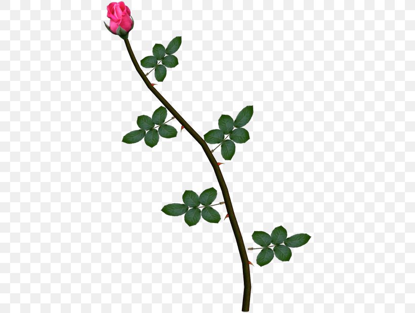 Rose Pink Plant Stem Vine, PNG, 416x619px, Rose, Branch, Das Productions Inc, Deviantart, Flora Download Free