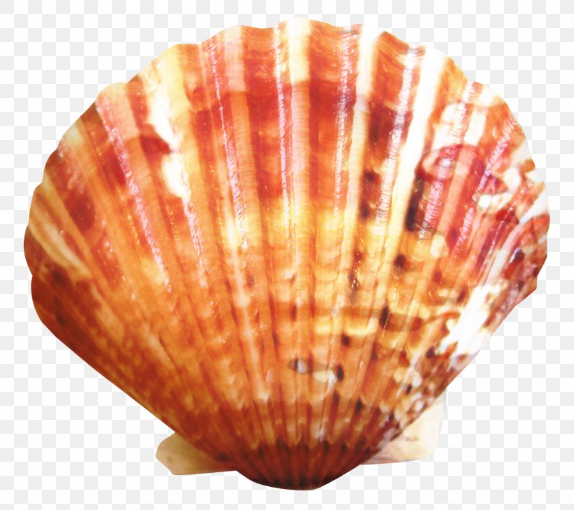 Seafood Background, PNG, 1398x1243px, Cockle, Bivalve, Clam, Food, Mollusc Shell Download Free