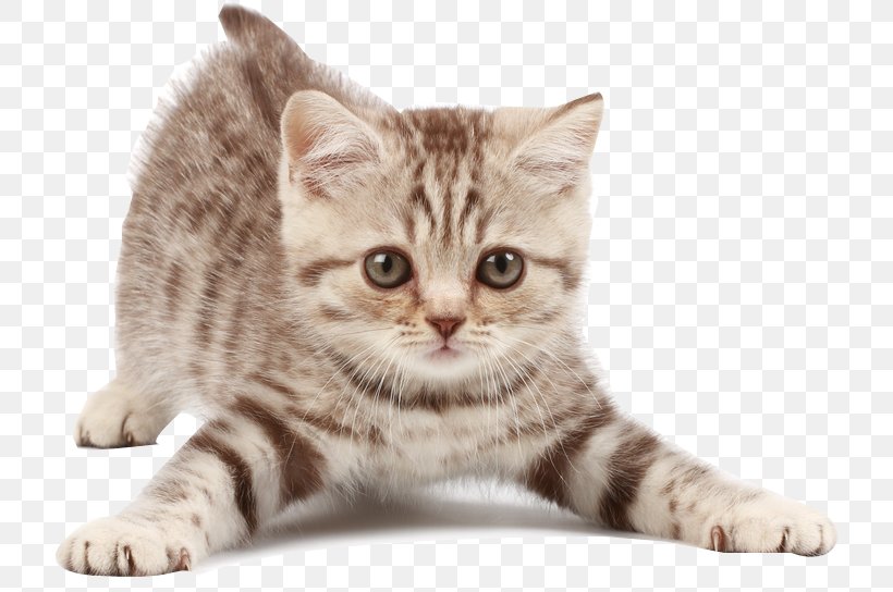 Siberian Cat Siamese Cat Kitten Dog Veterinarian, PNG, 720x544px, Siberian Cat, American Shorthair, American Wirehair, Asian, Australian Mist Download Free