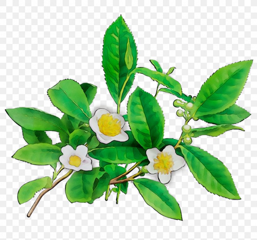 Traditional Chinese Medicine Spleen Eating Health Therapy, PNG, 1137x1062px, Traditional Chinese Medicine, Artificial Flower, Branch, Eating, Flower Download Free