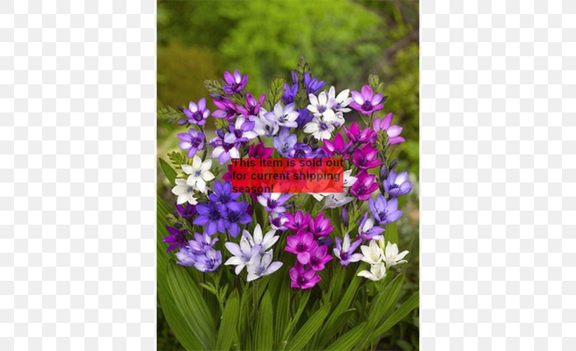 Babiana Stricta Bulb Corm Plant Genus, PNG, 500x500px, Bulb, Amaryllis, Annual Plant, Bellflower Family, Botanical Name Download Free