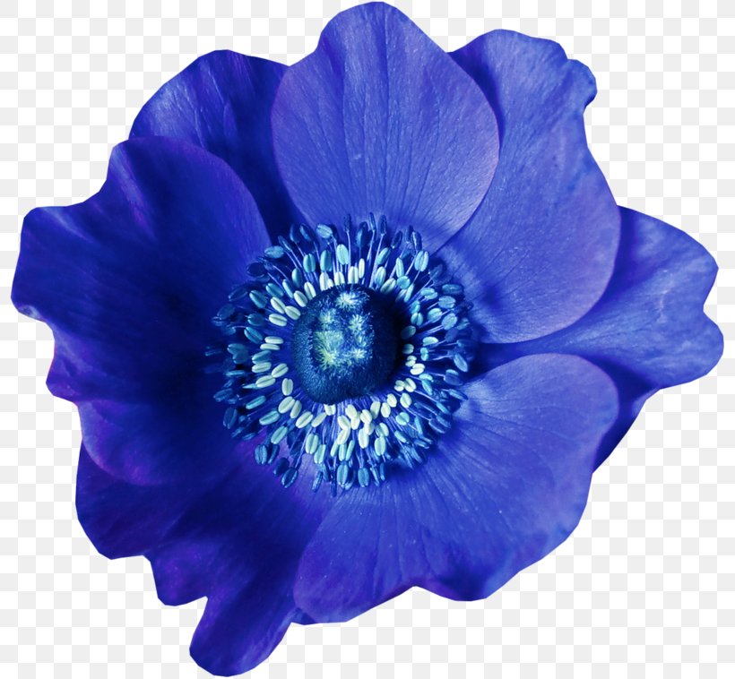 Blue Flower Raster Graphics, PNG, 800x758px, Blue, Anemone, Cobalt Blue, Color, Cut Flowers Download Free