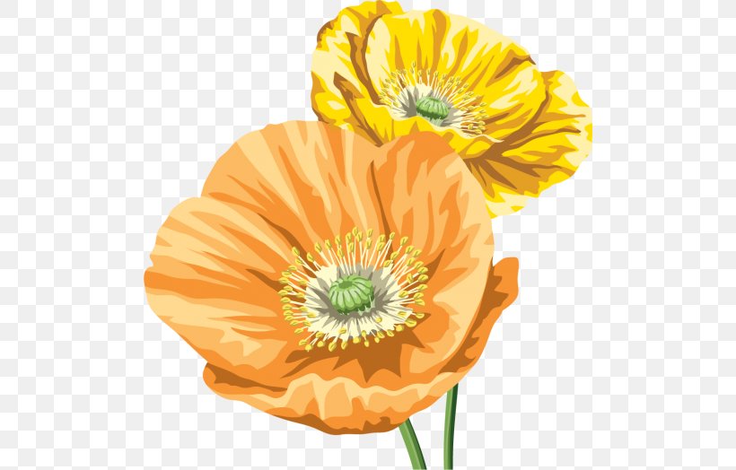 Common Poppy Download Clip Art, PNG, 500x524px, Common Poppy, Cut Flowers, Flower, Flowering Plant, Gratis Download Free