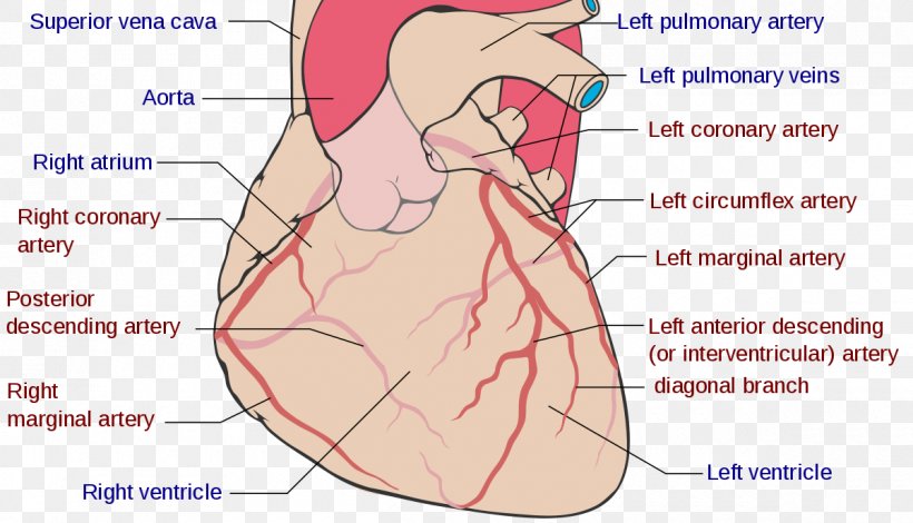 Coronary Circulation Right Coronary Artery Coronary Arteries Left Coronary Artery Coronary Artery Disease, PNG, 1200x688px, Watercolor, Cartoon, Flower, Frame, Heart Download Free