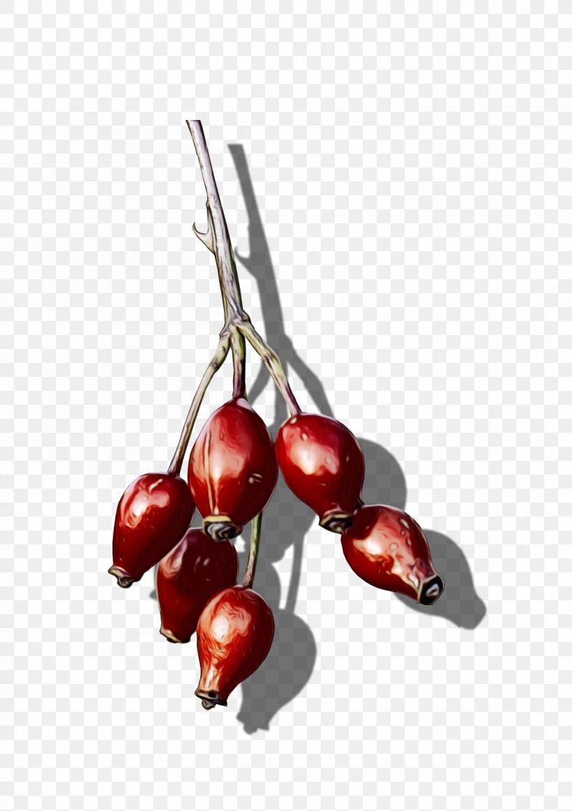 Fruit Cherry Plant Red Food, PNG, 1206x1710px, Watercolor, Cherry, Cranberry, Flower, Flowering Plant Download Free
