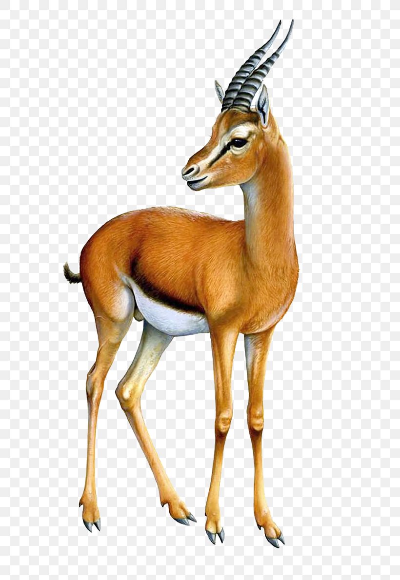 Gazelle Antelope Clip Art, PNG, 750x1190px, Gazelle, Antelope, Cow Goat Family, Deer, Display Resolution Download Free