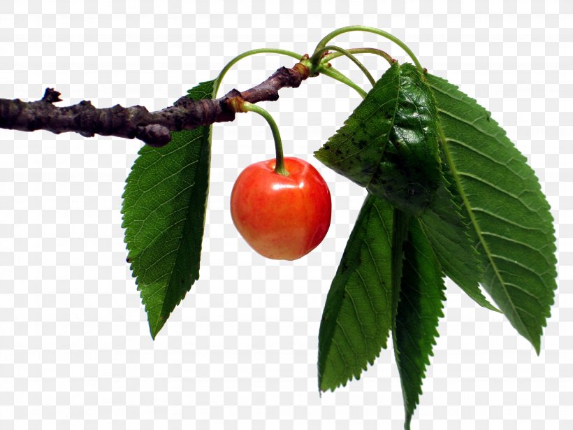 Cherry Fruit Of The Holy Spirit Cerasus Clarofolia Leaf, PNG, 3072x2304px, Cherry, Branch, Cerasus, Cerasus Clarofolia, Cerise Download Free
