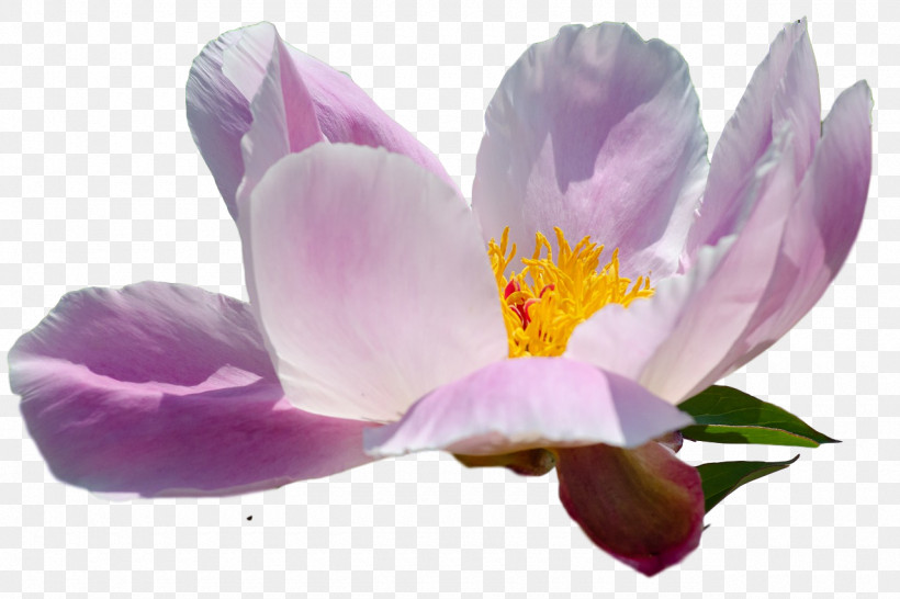 Flower Petal Crocus M Lilac M Crocus, PNG, 1280x853px, Flower, Biology, Crocus, Crocus M, Lilac M Download Free