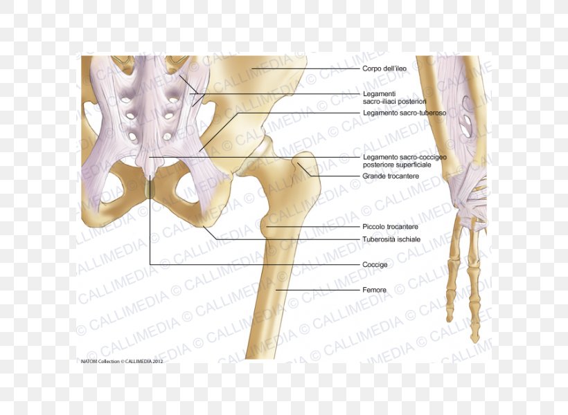 Iliopectineal Line Pelvis Bone Hip Anatomy, PNG, 600x600px, Watercolor, Cartoon, Flower, Frame, Heart Download Free
