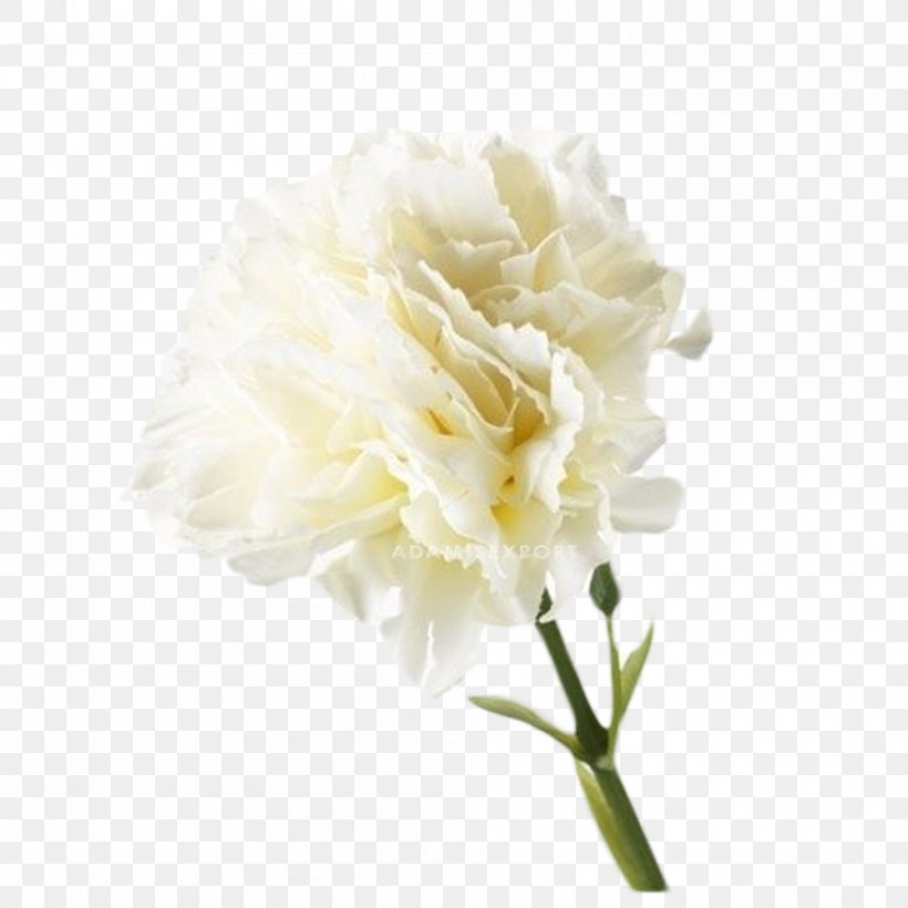 Carnation Artificial Flower White Flower Bouquet, PNG, 1000x1000px, Carnation, Artificial Flower, Black, Blume, Bouquet Download Free