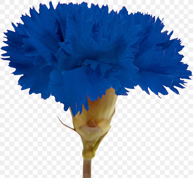 Carnation Cut Flowers Syzygium Aromaticum, PNG, 1200x1104px, Carnation, Advertising, Blue, Cut Flowers, Dianthus Download Free