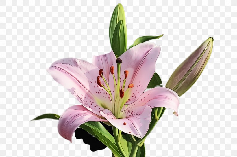 Flower Lily Flowering Plant Plant Peruvian Lily, PNG, 2452x1632px, Watercolor, Amaryllis Belladonna, Cut Flowers, Flower, Flowering Plant Download Free