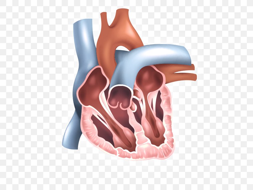 Inferior Vena Cava Filter Superior Vena Cava Venae Cavae Vein, PNG ...