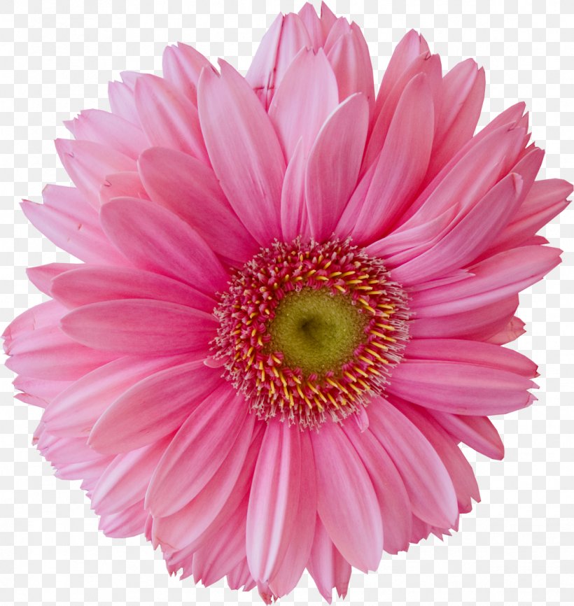Marguerite Daisy Chrysanthemum Transvaal Daisy Cut Flowers Oxeye Daisy, PNG, 1136x1200px, Marguerite Daisy, Annual Plant, Argyranthemum, Aster, Chrysanthemum Download Free