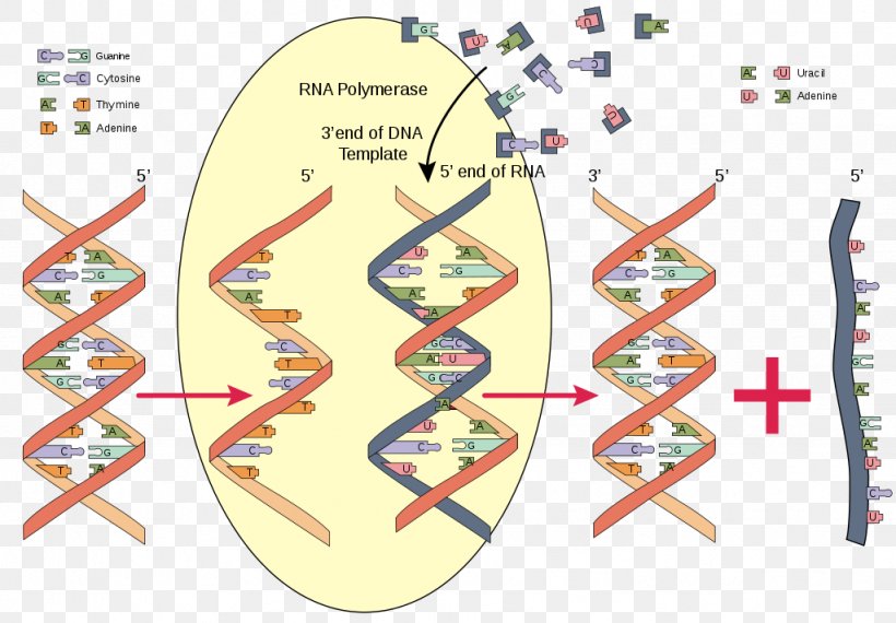 RNA Polymerase Nucleic Acid DNA, PNG, 1024x713px, Rna Polymerase, Acid, Adenine, Area, Biochemistry Download Free