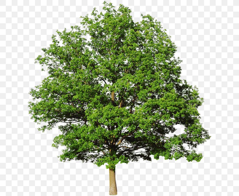 Stock Photography White Oak Tree White Oak Tree Royalty-free, PNG, 635x674px, Stock Photography, Branch, Evergreen, Istock, Oak Download Free