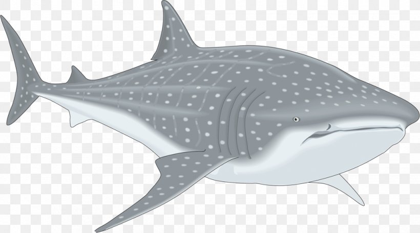 Whale Shark Clip Art, PNG, 1030x574px, Shark, Cartilaginous Fish, Drawing, Fauna, Fin Download Free