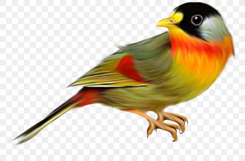 Bird, PNG, 960x633px, Bird, Beak, Drawing, Emberizidae, European Robin Download Free