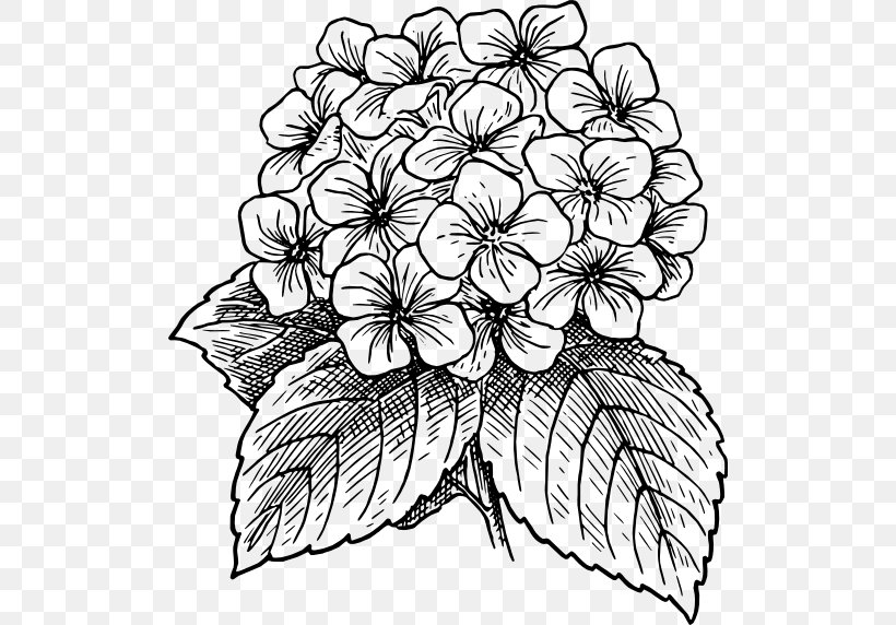 French Hydrangea Drawing Hydrangea Serrata Clip Art, PNG, 512x572px, French Hydrangea, Artwork, Black And White, Color, Cut Flowers Download Free