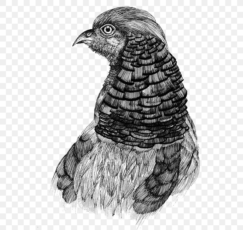 Hawk Eagle Landfowl Buzzard Beak, PNG, 600x776px, Hawk, Beak, Bird, Bird Of Prey, Black And White Download Free