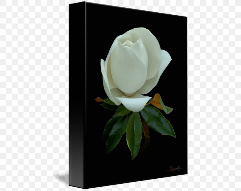 Still Life Photography Gardenia Magnolia Family Cut Flowers, PNG, 469x650px, Still Life Photography, Cut Flowers, Flower, Flowering Plant, Gardenia Download Free