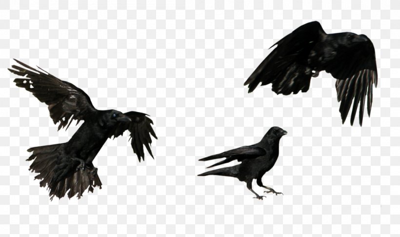 American Crow Flight Common Raven, PNG, 1100x653px, American Crow, Beak, Bird, Bird Of Prey, Common Raven Download Free