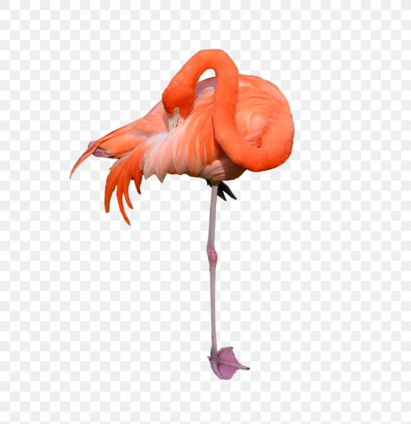 Flamingo Printing Poster Printmaking, PNG, 1600x1650px, Flamingo, Art, Beak, Bird, Deviantart Download Free