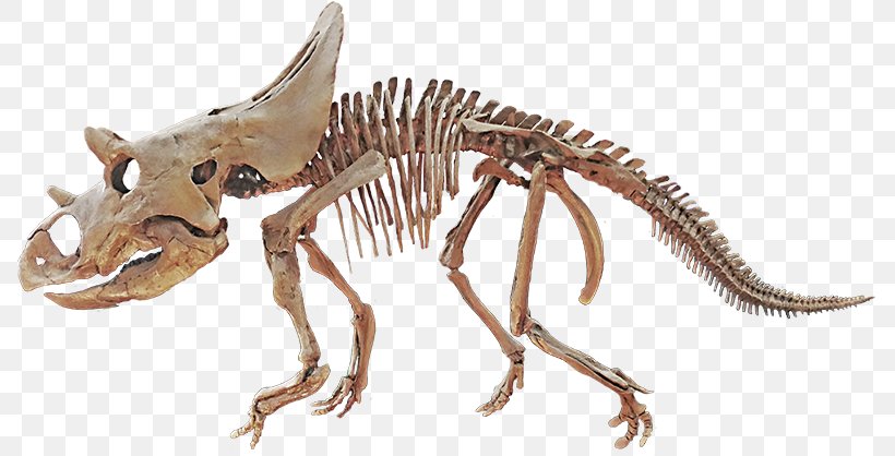 Agujaceratops Late Cretaceous Velociraptor Horned Dinosaurs, PNG, 800x418px, Agujaceratops, Altricial, Animal, Animal Figure, Chasmosaurinae Download Free