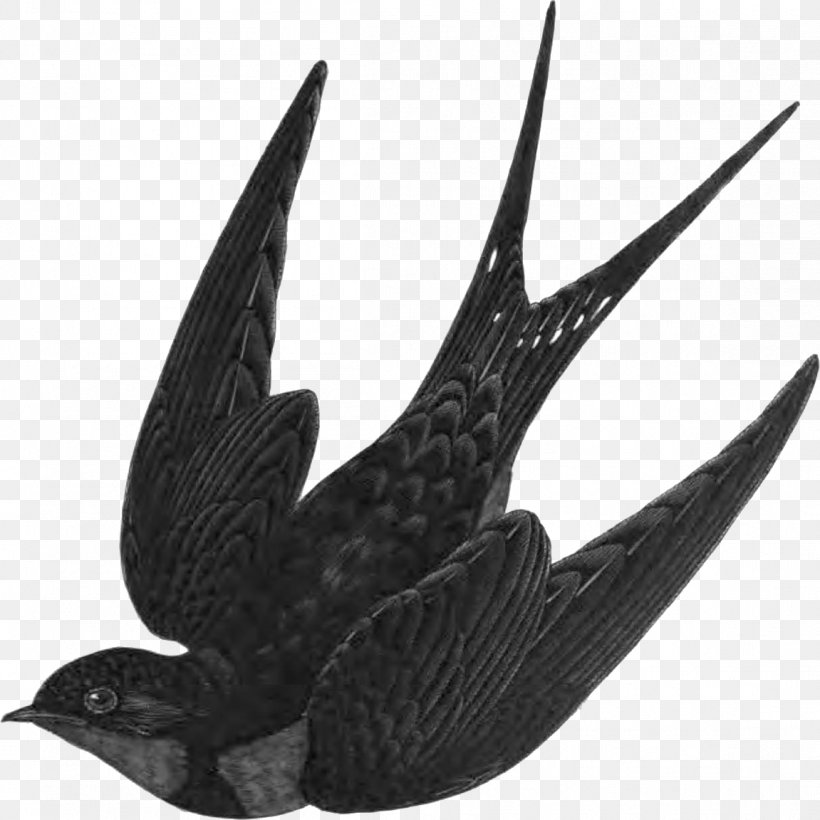 Barn Swallow Bird Flight Clip Art, PNG, 1151x1152px, Swallow, American Cliff Swallow, Bald Eagle, Barn Swallow, Beak Download Free