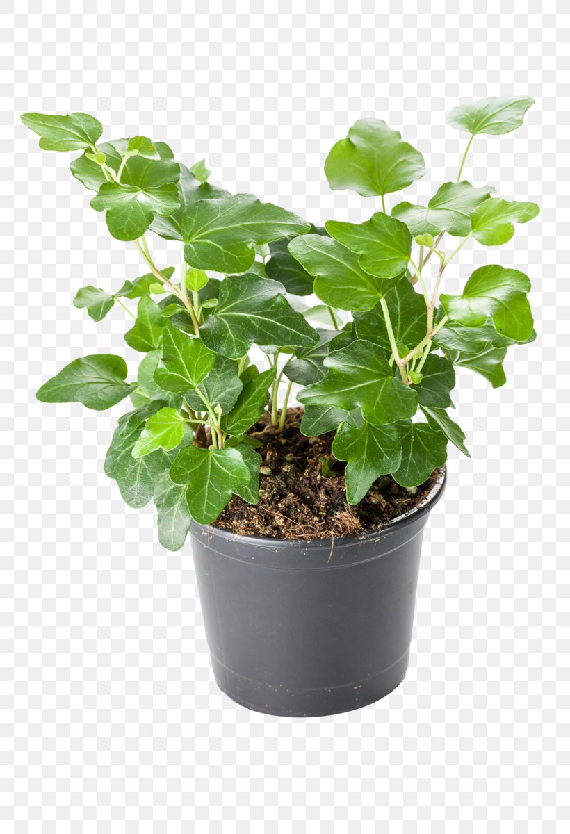 Common Ivy Houseplant Fatshedera Lizei Geraniums, PNG, 800x1200px, Common Ivy, Basil, Fatshedera Lizei, Flower, Flowerpot Download Free