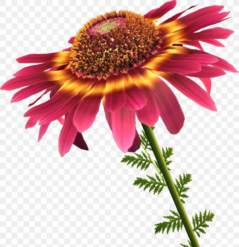 Flower Information Petal Clip Art, PNG, 953x987px, Flower, Aster, Blanket Flowers, Chrysanths, Coneflower Download Free