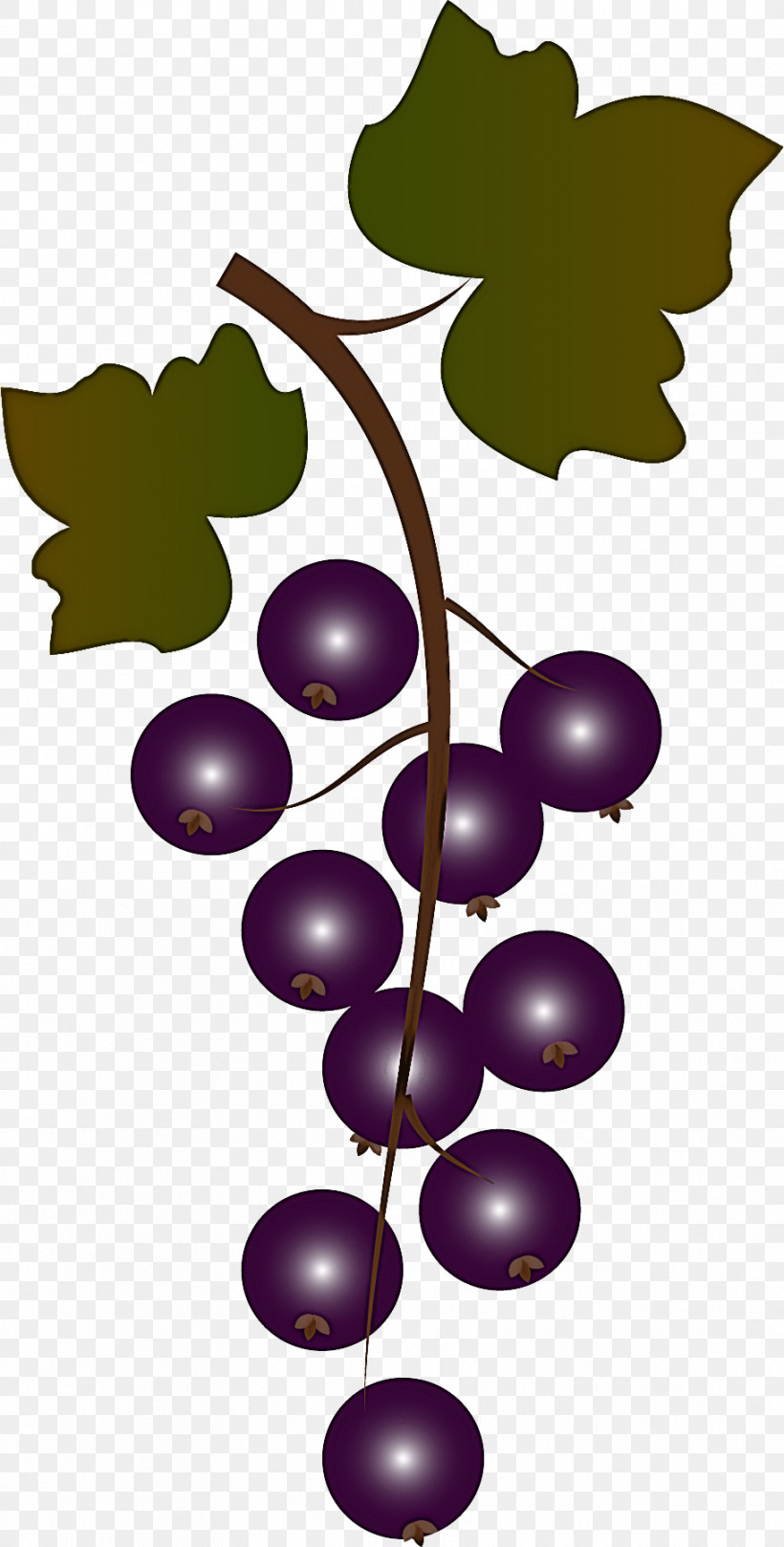 Grape Leaf Grape Leaves Grapevine Family Plant, PNG, 912x1800px, Grape, Fruit, Grape Leaves, Grapevine Family, Leaf Download Free