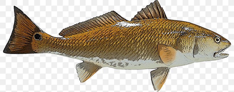 Perch Redfish Red Drum Fishing, PNG, 800x325px, Perch, Animal Figure, Black Drum, Bony Fish, Carp Download Free