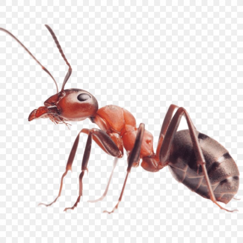 Red Imported Fire Ant Insect Carpenter Ant, PNG, 1024x1024px, Ant, Ant Colony, Arthropod, Carpenter Ant, Colony Download Free