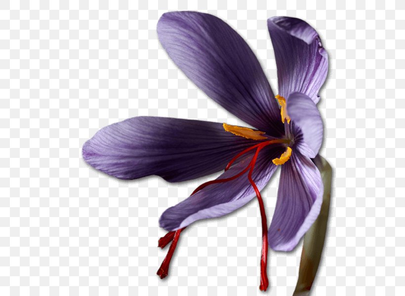 Saffron Crocus Bulb Violet Iridaceae, PNG, 600x600px, Saffron, Ashurbanipal, Bulb, Crocus, Flower Download Free