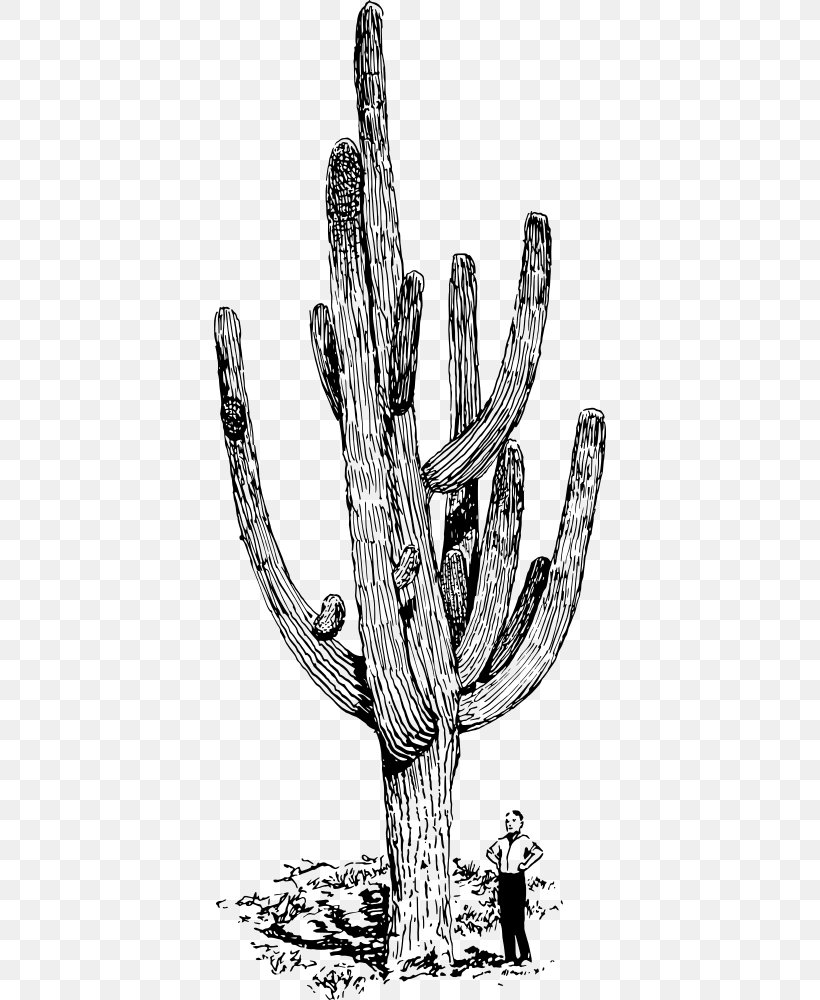 Saguaro Cactaceae Drawing Clip Art, PNG, 392x1000px, Saguaro, Autocad Dxf, Black And White, Branch, Cactaceae Download Free
