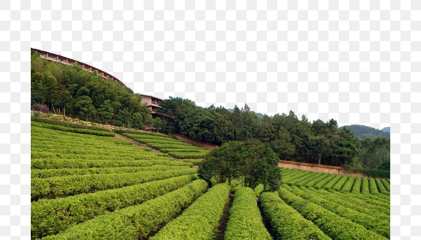 Tea Garden Download, PNG, 700x468px, Tea, Agriculture, Crop, Designer, Farm Download Free
