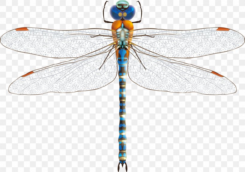 Dragonfly Download Euclidean Vector, PNG, 1889x1329px, Dragonfly, Arthropod, Can Stock Photo, Damselfly, Dragonflies And Damseflies Download Free