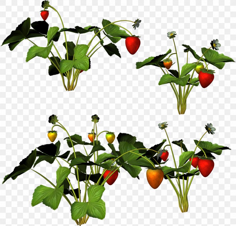 Food Musk Strawberry Clip Art, PNG, 1889x1811px, Food, Bell Peppers And Chili Peppers, Bird S Eye Chili, Branch, Chili Pepper Download Free