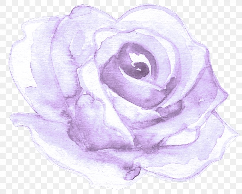 Garden Roses, PNG, 1683x1352px, White, Flower, Garden Roses, Hybrid Tea Rose, Petal Download Free