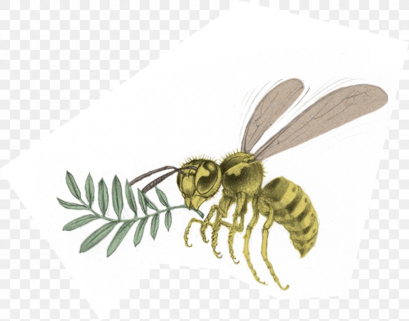 Honey Bee Hornet Wasp Yavapai College, PNG, 1526x1200px, Honey Bee, Arthropod, Bee, Honey, Hornet Download Free
