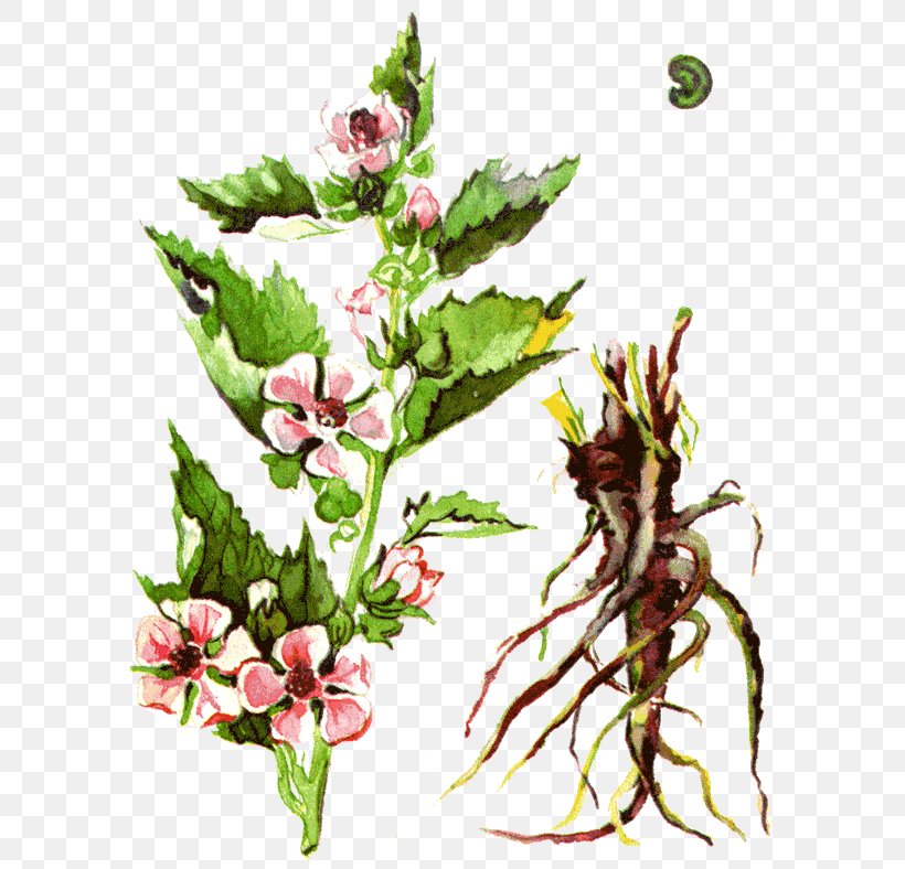 Одолень-трава Medicinal Plants Marsh Mallow, PNG, 600x788px, Plant, Adonis Vernalis, Branch, Common Motherwort, Drawing Download Free