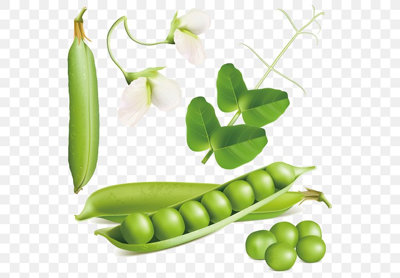 Snow Pea Euclidean Vector Stock Photography Royalty-free, PNG, 750x571px, Pea, Commodity, Diet Food, Drawing, Food Download Free