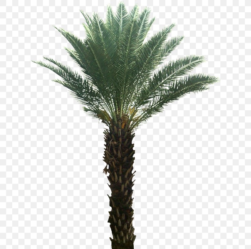 Arecaceae Attalea Speciosa Date Palm Tree Plant, PNG, 646x813px, Arecaceae, Arecales, Asian Palmyra Palm, Attalea Speciosa, Borassus Flabellifer Download Free